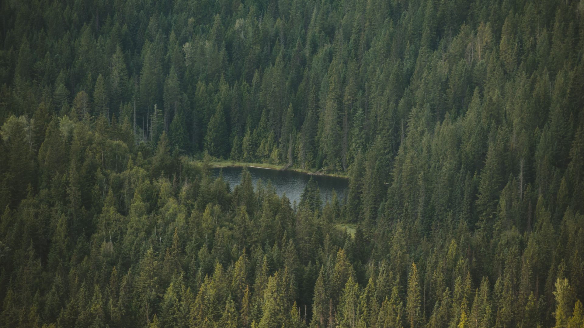 Aerial view of a Canadian forest in early light